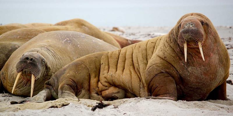 新利马精密模具制造产业集群：如何以全链条优势重塑工业设备精密加工新标杆